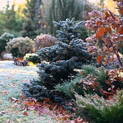 Conseils jardinage février - laissez tapis de feuilles mortes